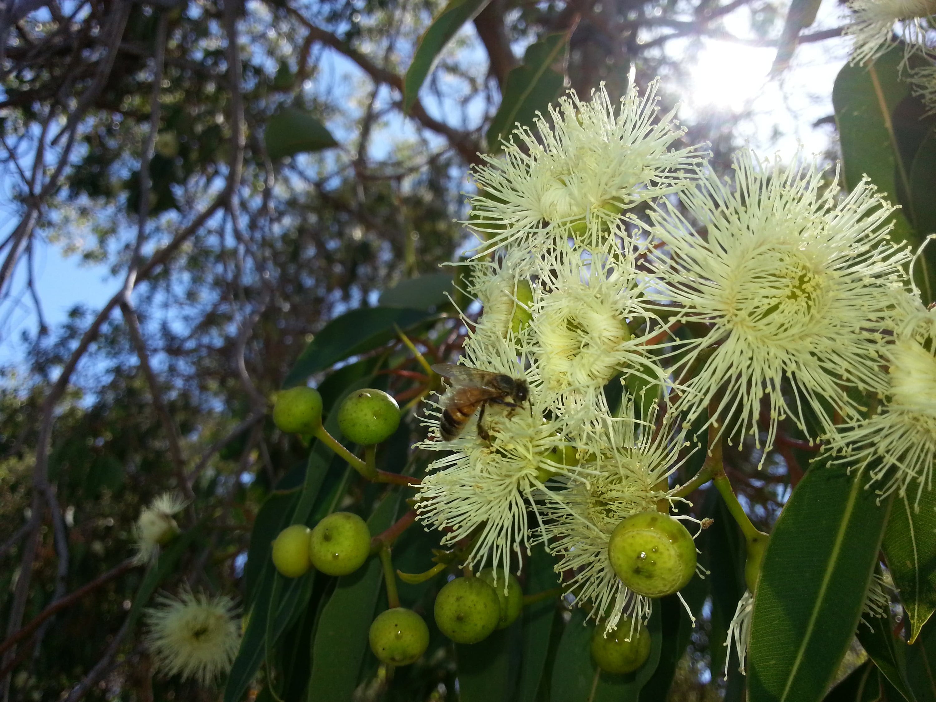 Honey bee collecting nectar from Marri flowers