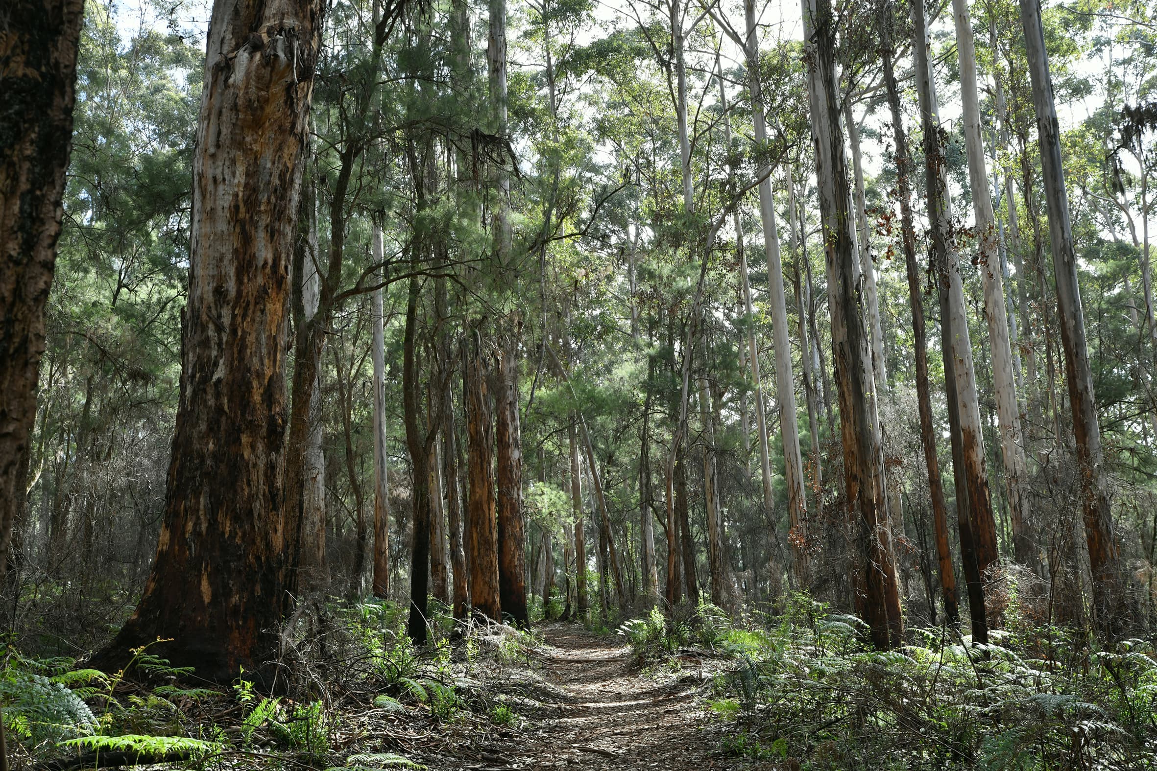 Jarrah trees in the Jarrah forest of Western Australia