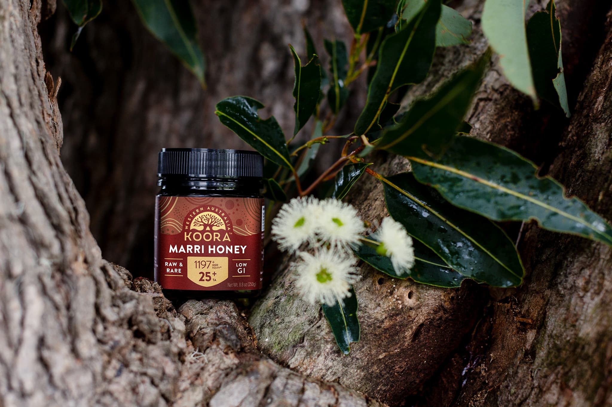 KOORA Marri Honey TA 25+ in Marri Tree with Marri flowers