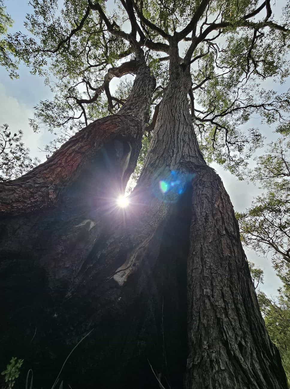 Mature Jarrah Tree with a Split Hollow and sun setting behind
