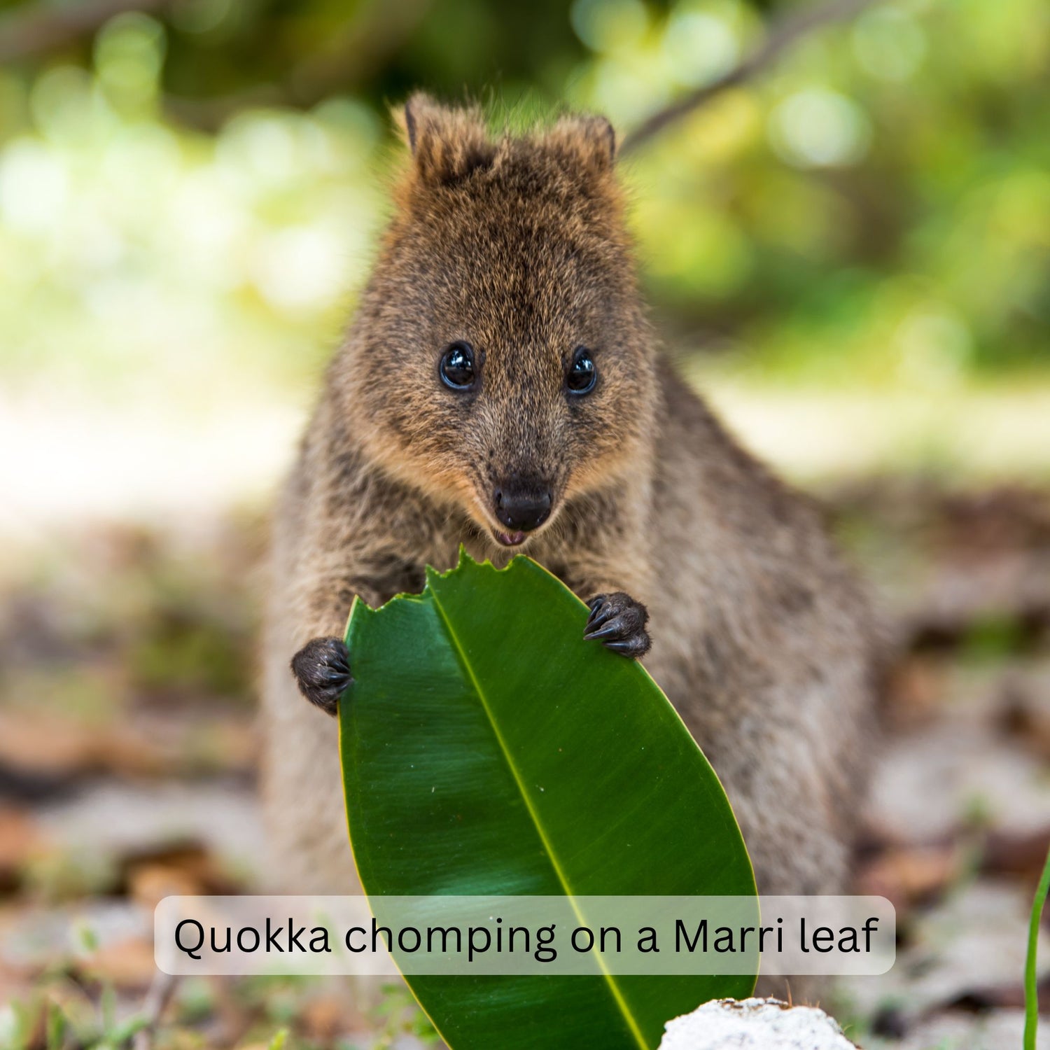 Quokka chomping on a Marri leaf